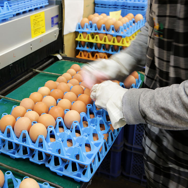 夢の卵・作業の光景