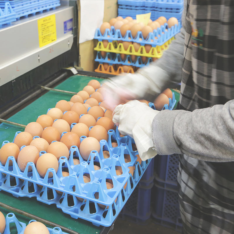 夢の卵・作業の光景